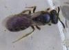 Lasioglossum sp.